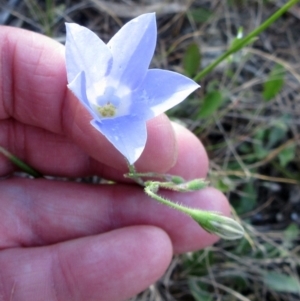 Wahlenbergia stricta subsp. stricta at Weetangera, ACT - 6 Dec 2022 08:09 AM