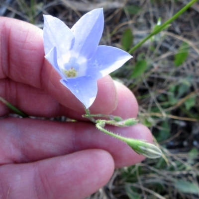 Wahlenbergia stricta subsp. stricta (Tall Bluebell) at The Pinnacle - 5 Dec 2022 by sangio7