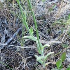 Wahlenbergia stricta subsp. stricta at Weetangera, ACT - 6 Dec 2022 08:09 AM