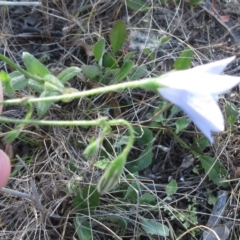 Wahlenbergia stricta subsp. stricta at Weetangera, ACT - 6 Dec 2022 08:09 AM