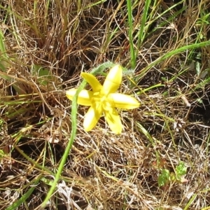 Hypoxis hygrometrica at Weetangera, ACT - 6 Dec 2022 10:07 AM