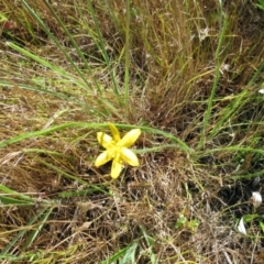 Hypoxis hygrometrica at Weetangera, ACT - 6 Dec 2022 10:07 AM