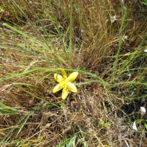 Hypoxis hygrometrica at Weetangera, ACT - 6 Dec 2022 10:07 AM