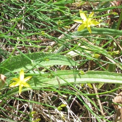 Tricoryne elatior (Yellow Rush Lily) at The Pinnacle - 6 Dec 2022 by sangio7