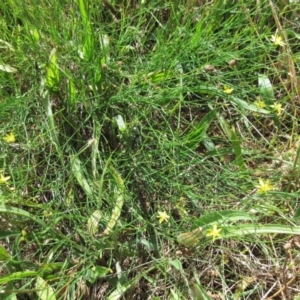 Tricoryne elatior at Weetangera, ACT - 6 Dec 2022