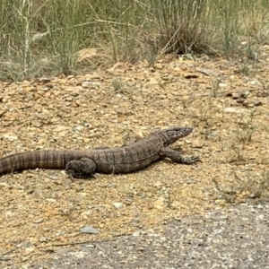 Varanus rosenbergi at Watson, ACT - suppressed