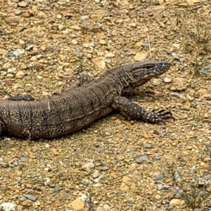 Varanus rosenbergi at Watson, ACT - suppressed