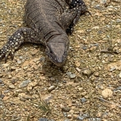 Varanus rosenbergi at Watson, ACT - suppressed