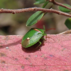 Ocirrhoe unimaculata at Stromlo, ACT - 7 Dec 2022