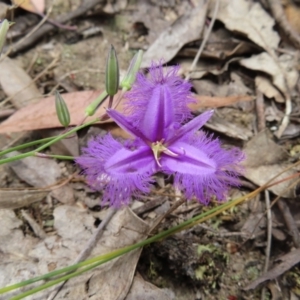 Thysanotus tuberosus subsp. tuberosus at Stromlo, ACT - 7 Dec 2022