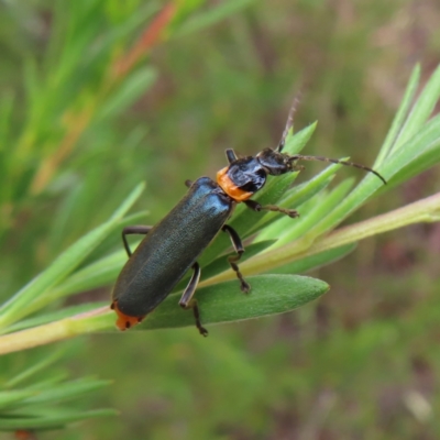 Chauliognathus lugubris (Plague Soldier Beetle) at Stromlo, ACT - 7 Dec 2022 by MatthewFrawley