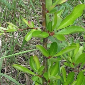 Pyracantha fortuneana at Molonglo Valley, ACT - 15 Nov 2022