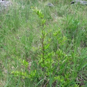 Pyracantha fortuneana at Molonglo Valley, ACT - 15 Nov 2022