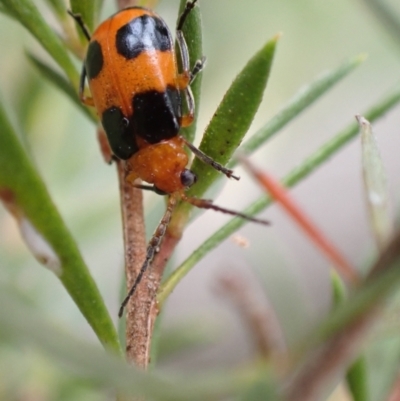 Aulacophora hilaris (Pumpkin Beetle) at Murrumbateman, NSW - 7 Dec 2022 by SimoneC