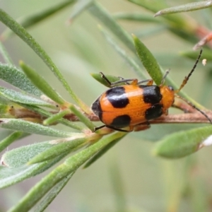 Aulacophora hilaris at Murrumbateman, NSW - 7 Dec 2022