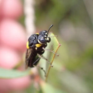 Pergagrapta bicolor at Murrumbateman, NSW - 7 Dec 2022