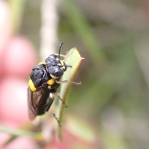 Pergagrapta bicolor at Murrumbateman, NSW - 7 Dec 2022