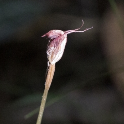 Pterostylis pedunculata (Maroonhood) at Paddys River, ACT - 6 Dec 2022 by JudithRoach
