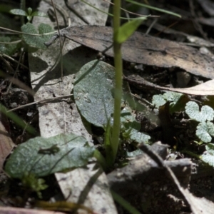 Pterostylis pedunculata at Paddys River, ACT - suppressed