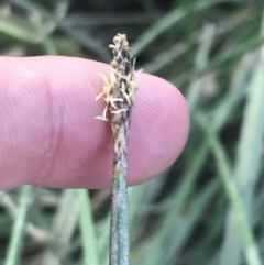 Eleocharis acuta (Common Spike-rush) at Lawson North Grasslands - 22 Nov 2022 by Tapirlord