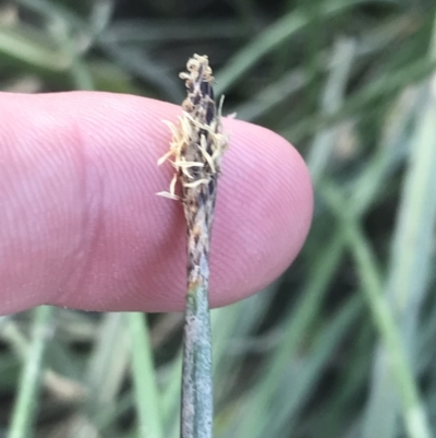 Eleocharis acuta (Common Spike-rush) at Giralang, ACT - 22 Nov 2022 by Tapirlord