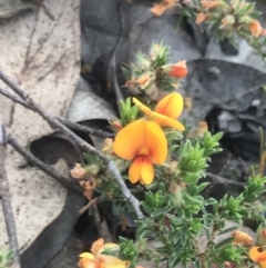 Pultenaea subspicata (Low Bush-pea) at Giralang, ACT - 22 Nov 2022 by Tapirlord