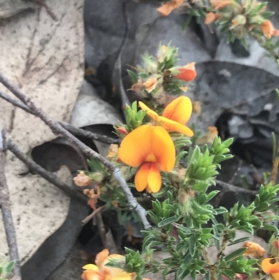 Pultenaea subspicata (Low Bush-pea) at Lawson North Grasslands - 22 Nov 2022 by Tapirlord