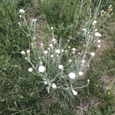 Ammobium alatum (Winged Everlasting) at Kaleen, ACT - 22 Nov 2022 by Tapirlord