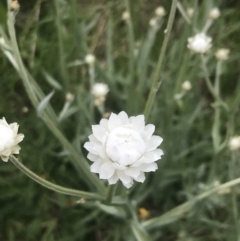 Ammobium alatum at Kaleen, ACT - 22 Nov 2022