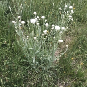 Ammobium alatum at Kaleen, ACT - 22 Nov 2022