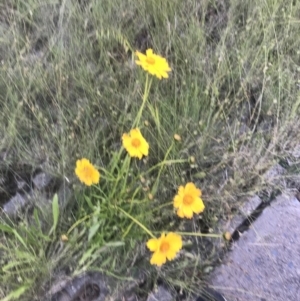 Coreopsis lanceolata at Giralang, ACT - 22 Nov 2022