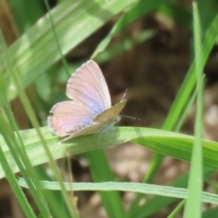 Zizina otis (Common Grass-Blue) at Jerrabomberra Wetlands - 6 Dec 2022 by RodDeb