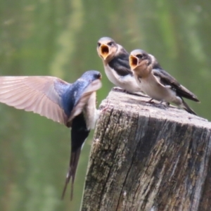 Hirundo neoxena at Fyshwick, ACT - 6 Dec 2022