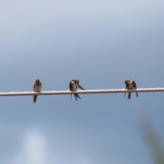 Hirundo neoxena at Fyshwick, ACT - 6 Dec 2022