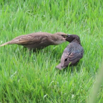 Sturnus vulgaris (Common Starling) at Fyshwick, ACT - 6 Dec 2022 by RodDeb