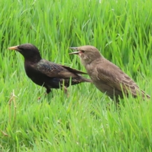 Sturnus vulgaris at Fyshwick, ACT - 6 Dec 2022