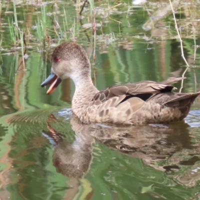 Anas gracilis (Grey Teal) at Jerrabomberra Wetlands - 6 Dec 2022 by RodDeb