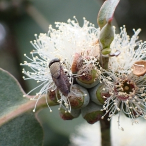 Stomorhina discolor at Murrumbateman, NSW - 7 Dec 2022