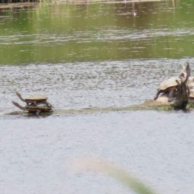 Chelodina longicollis (Eastern Long-necked Turtle) at Fyshwick, ACT - 6 Dec 2022 by RodDeb