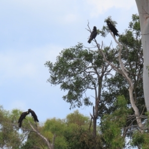 Zanda funerea at Fyshwick, ACT - 6 Dec 2022 12:26 PM