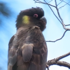 Zanda funerea at Fyshwick, ACT - 6 Dec 2022 12:26 PM