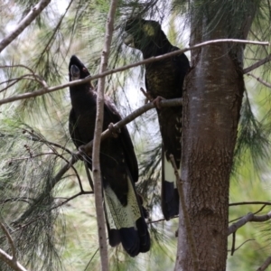 Zanda funerea at Fyshwick, ACT - 6 Dec 2022