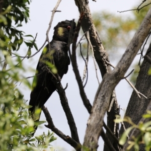 Zanda funerea at Fyshwick, ACT - 6 Dec 2022