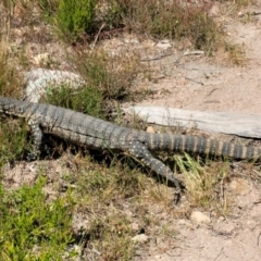 Varanus rosenbergi (Heath or Rosenberg's Monitor) at Tennent, ACT - 6 Dec 2022 by Ranger788