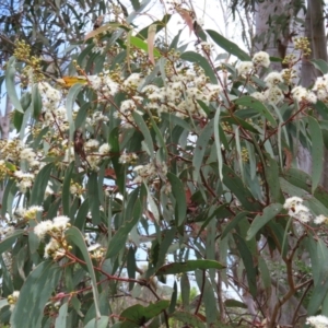 Eucalyptus rossii at Stromlo, ACT - 7 Dec 2022 12:54 PM