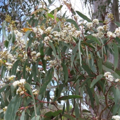 Eucalyptus rossii (Inland Scribbly Gum) at Stromlo, ACT - 7 Dec 2022 by MatthewFrawley