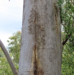 Eucalyptus rossii at Stromlo, ACT - 7 Dec 2022 12:54 PM