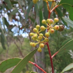 Eucalyptus rossii at Stromlo, ACT - 7 Dec 2022 12:54 PM