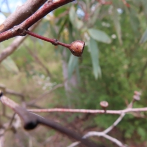 Eucalyptus rossii at Stromlo, ACT - 7 Dec 2022 12:54 PM