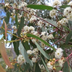 Eucalyptus rossii at Stromlo, ACT - 7 Dec 2022 12:54 PM